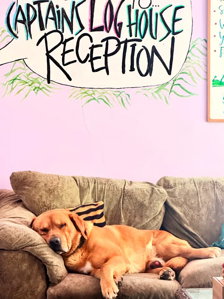 Pati the dog napping on the reception sofa under the Captain's Log House sign